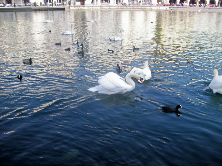 18985744-ducks_&_swans