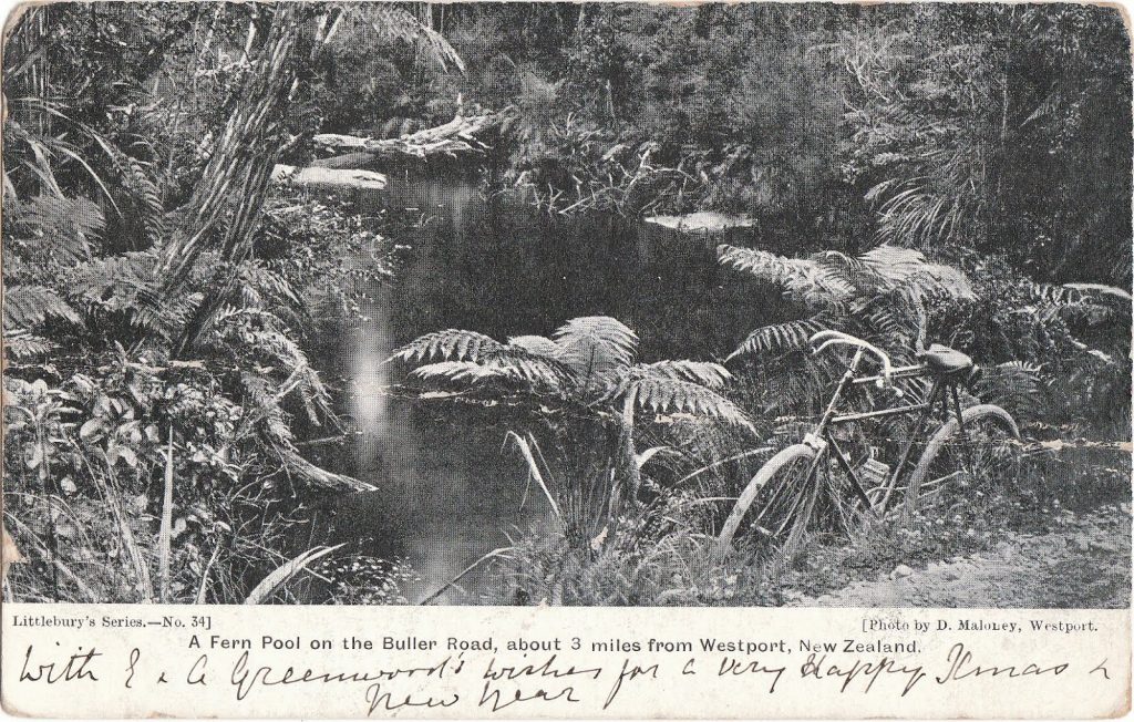 4Buller Road fern pool by D. Mahoney, 1905