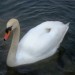 18985754-swan thumbnail