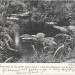 4Buller Road fern pool by D. Mahoney, 1905 thumbnail